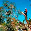 Gonzalez Tree Service