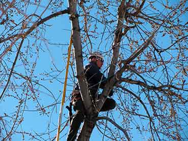 Gonzalez Tree Service - Our Works