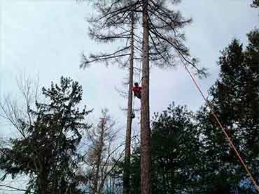 Gonzalez Tree Service - Our Works