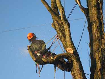 Gonzalez Tree Service - Our Works