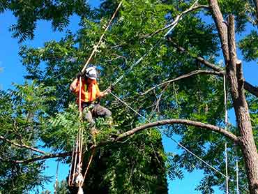 Gonzalez Tree Service - Our Works