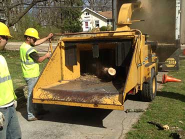 Gonzalez Tree Service