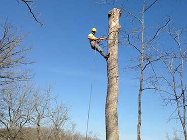 Gonzalez Tree Service