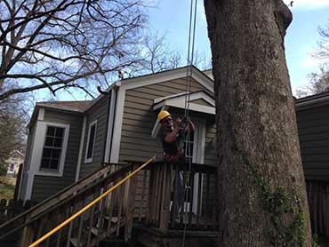 Gonzalez Tree Service - Our Works