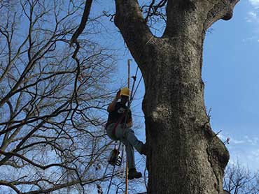 Gonzalez Tree Service