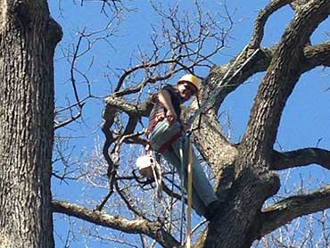 Gonzalez Tree Service