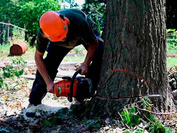 Gonzalez Tree Service