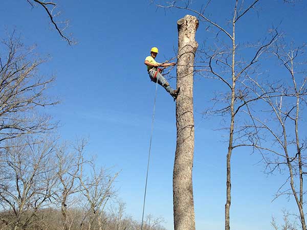 Gonzalez Tree Service