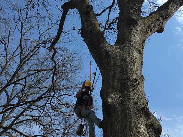 Gonzalez Tree Service