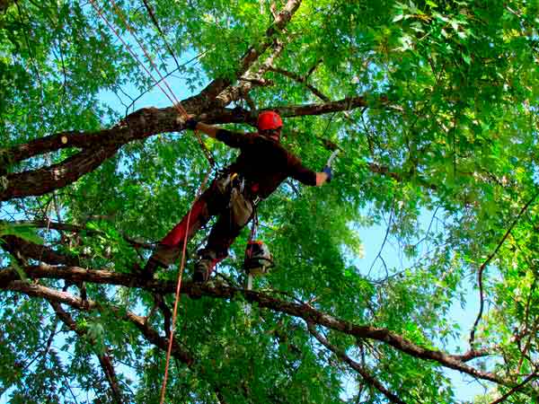 Gonzalez Tree Service