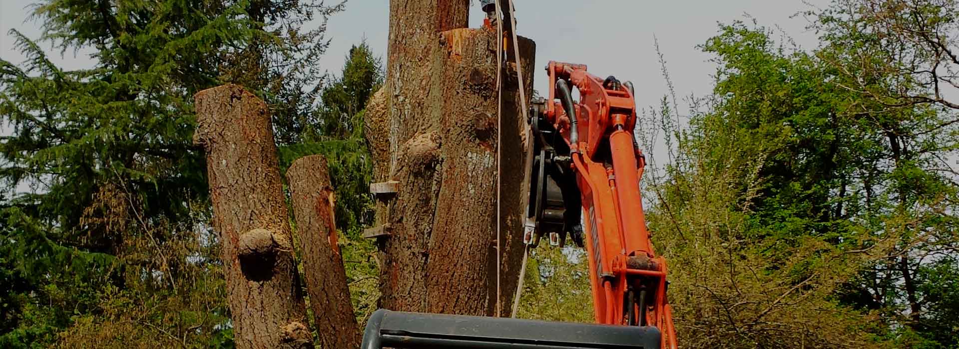 Gonzalez Tree Service