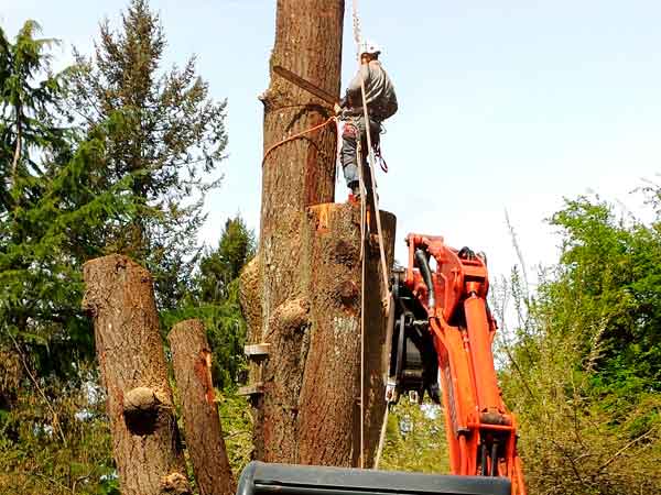 Gonzalez Tree Service